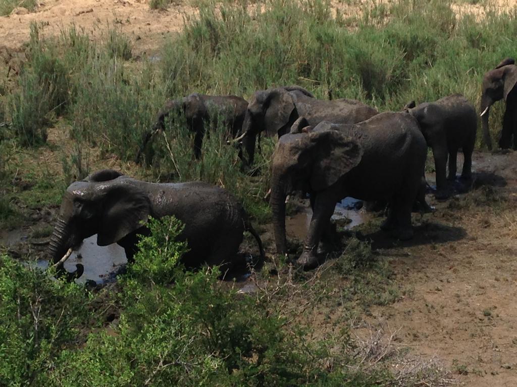 Sweni Lodge 91 Mjejane Kruger Park Hectorspruit エクステリア 写真