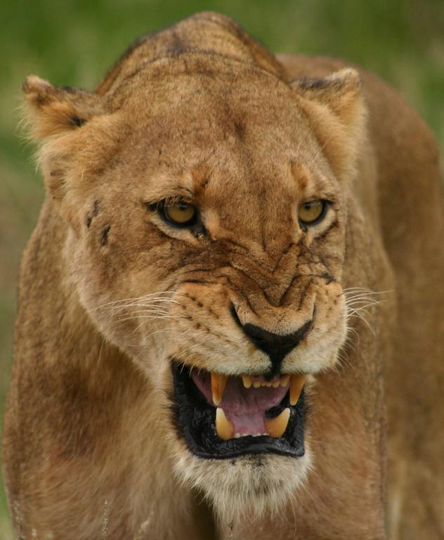 Sweni Lodge 91 Mjejane Kruger Park Hectorspruit エクステリア 写真