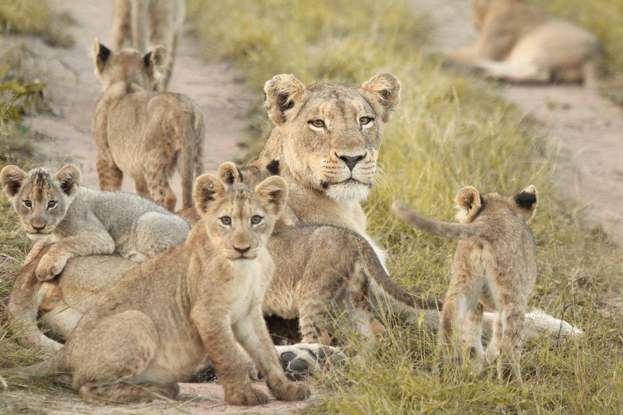 Sweni Lodge 91 Mjejane Kruger Park Hectorspruit エクステリア 写真